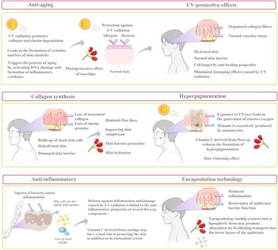 Unveiling the mechanisms for the development of rosehip-based dermatological products: an updated review